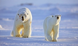 人与动物做爱视频,禁忌之恋的真相